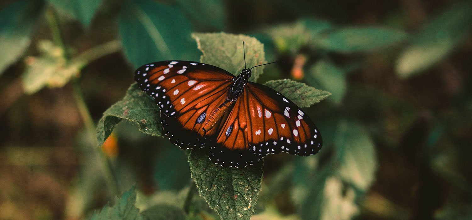 A butterfly resting among the forest plants.