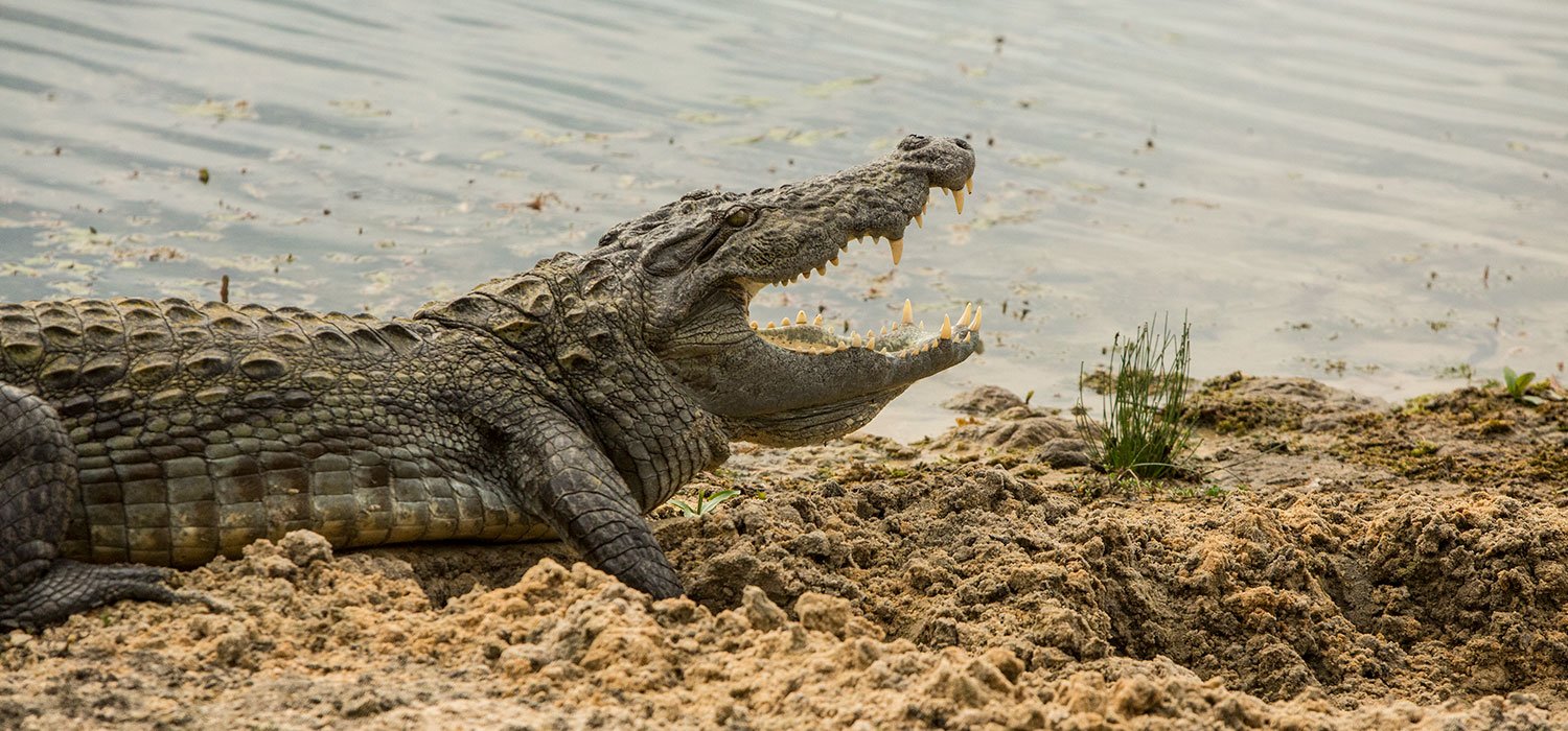 A crocodile resting beside a natural lake.