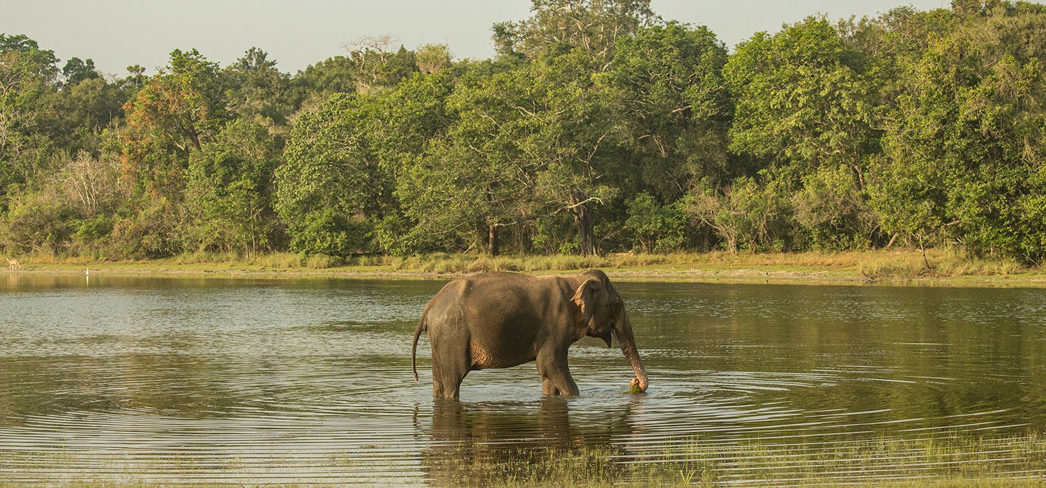 Wild elephants gathering near the water's edge.