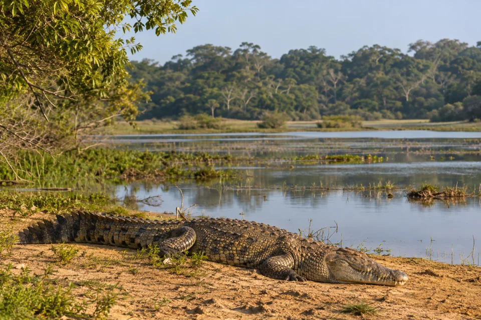 Crocodiles & reptiles in Wilpattu