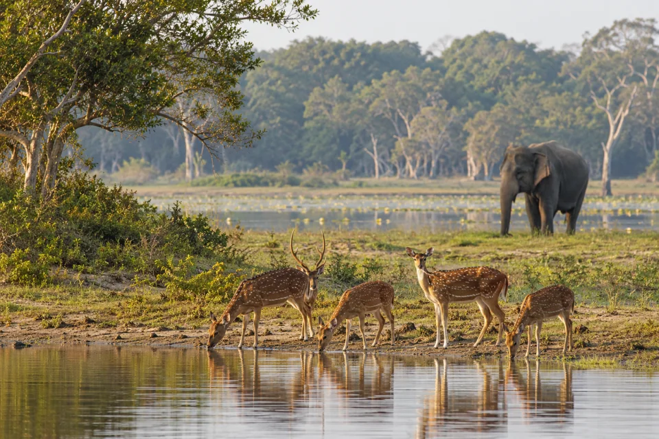 Elephants & deer in Wilpattu