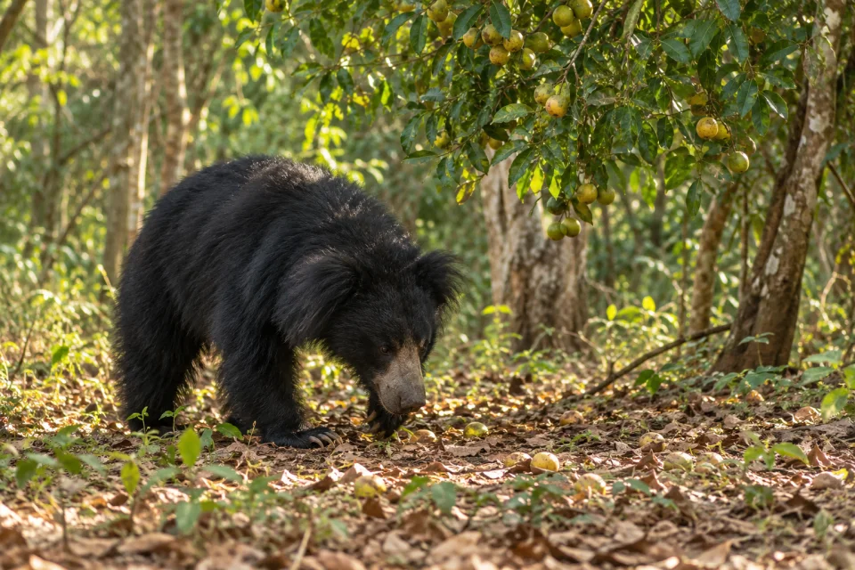 Sloth bear in Wilpattu